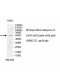 PPHLN1 Antibody