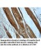 Resistin Antibody