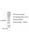 Resistin Antibody