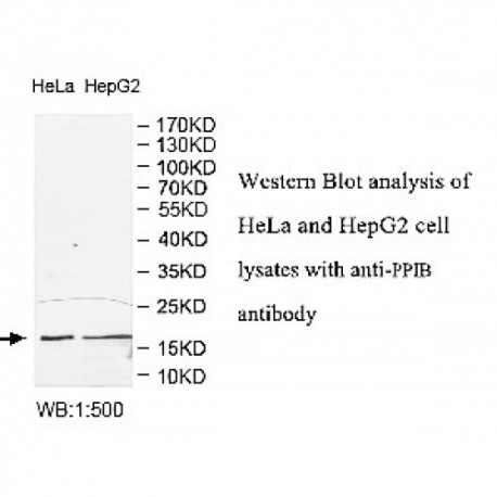 PPIB Antibody