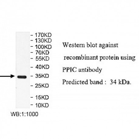 PPIC Antibody