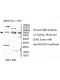 ZSCAN12 Antibody