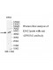 ZSWIM1 Antibody