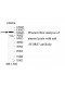 WDR47 Antibody