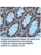 WDR51A Antibody