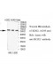 MCCC2 Antibody