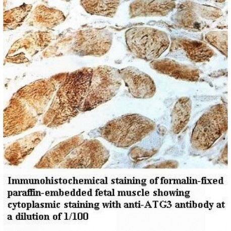 ATG3 Antibody