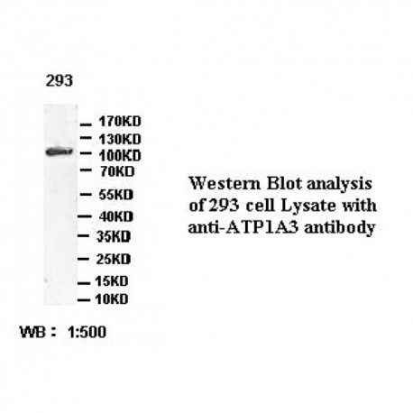 ATP1A3 Antibody