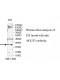 SOCS3 Antibody