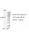 MIPOL1 Antibody