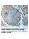 YSK4 Antibody
