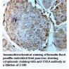YSK4 Antibody