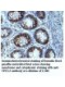 YPEL3 Antibody