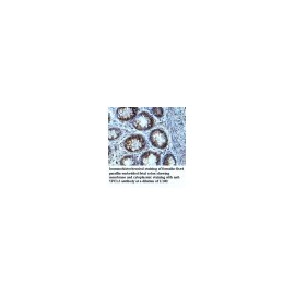 MGAT4A Antibody