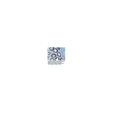 MGAT4A Antibody