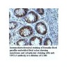 YPEL3 Antibody