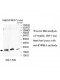 MGAT4A Antibody