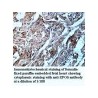 XPO6 Antibody