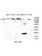 MIPOL1 Antibody