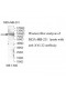 YSK4 Antibody