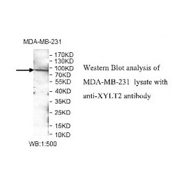 YSK4 Antibody