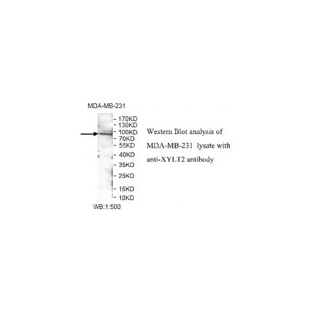 YSK4 Antibody