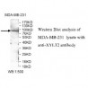 XYLT2 Antibody