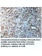 XTP3TPA Antibody
