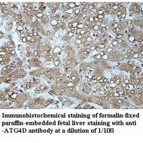 ATG4D Antibody