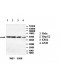 ATG4D Antibody