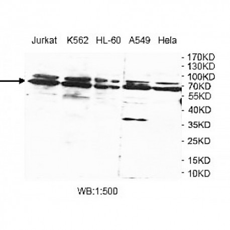 WDR25 Antibody