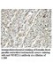 WDR21A Antibody