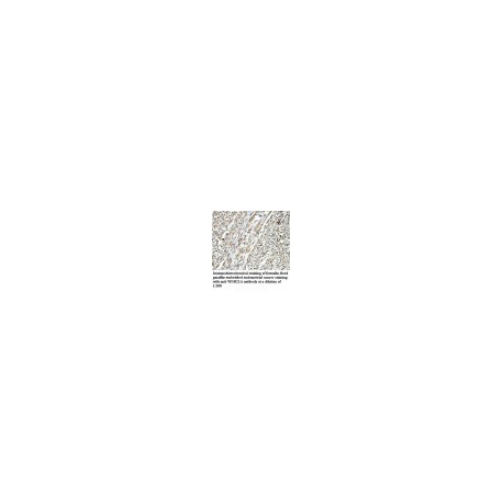 MIPOL1 Antibody