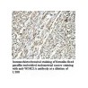 WDR21A Antibody