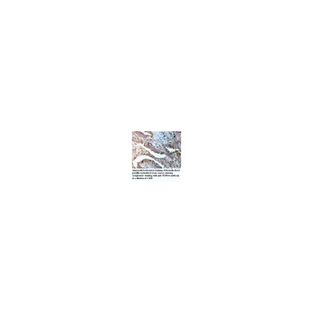 MIPOL1 Antibody