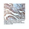 WDR24 Antibody