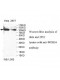 MIPOL1 Antibody