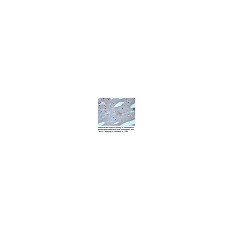 ATP12A Antibody