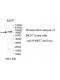ATP12A Antibody
