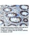 WDR53 Antibody