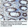 WDR53 Antibody