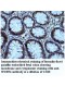 WDR54 Antibody