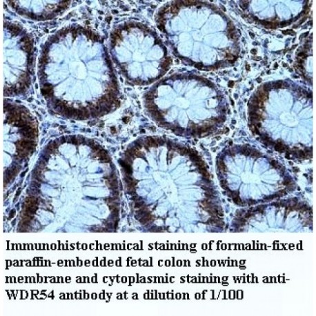 WDR54 Antibody