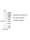 WDR54 Antibody