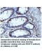 WDR73 Antibody