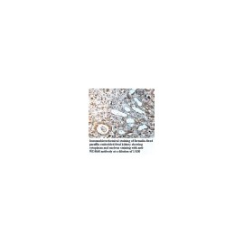 MIPOL1 Antibody
