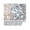 WDR68 Antibody
