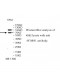 WDR91 Antibody