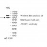 WDR91 Antibody