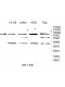 WDTC1 Antibody